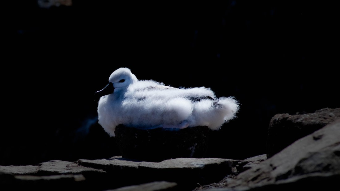 HDS29-25, Day 3, RLO_2083 © Alexander Romanovskiy - Oceanwide Expeditions.jpg