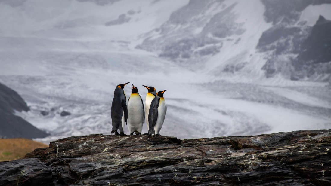 HDS29-25, Day 8, RLO_2180 © Alexander Romanovskiy - Oceanwide Expeditions.jpg