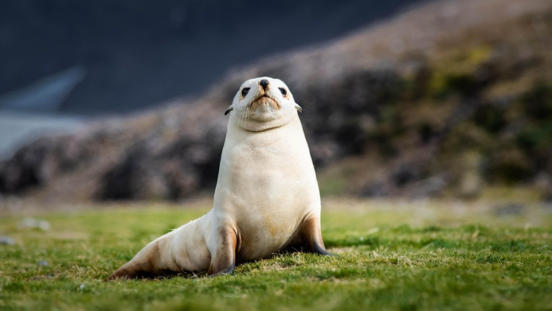 HDS29-25, Day 8, RLO_2200 © Alexander Romanovskiy - Oceanwide Expeditions.jpg