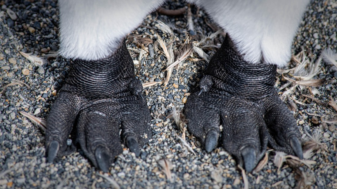 HDS29-25, Day 8, RLO_2210 © Alexander Romanovskiy - Oceanwide Expeditions.jpg