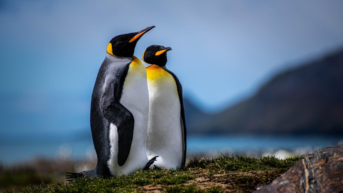 HDS29-25, Day 8, RLO_2223 © Alexander Romanovskiy - Oceanwide Expeditions.jpg