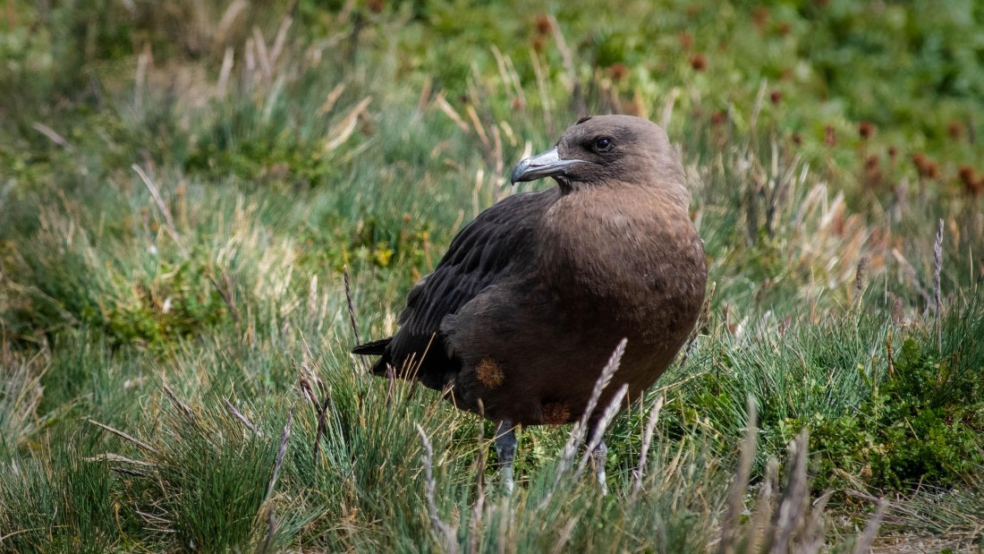 HDS29-25, Day 8, RLO_2227 © Alexander Romanovskiy - Oceanwide Expeditions.jpg