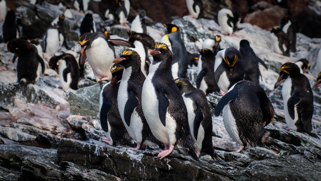HDS29-25, Day 8, RLO_2252 © Alexander Romanovskiy - Oceanwide Expeditions.jpg
