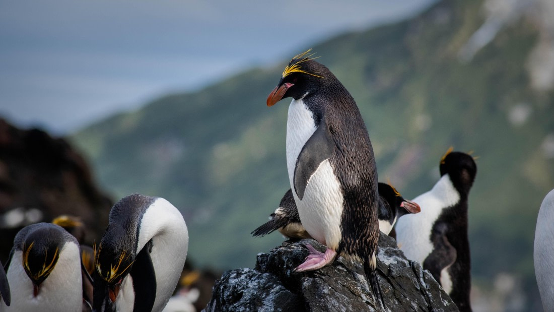 HDS29-25, Day 8, RLO_2265 © Alexander Romanovskiy - Oceanwide Expeditions.jpg