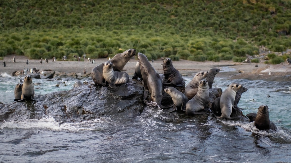 HDS29-25, Day 8, RLO_2282 © Alexander Romanovskiy - Oceanwide Expeditions.jpg