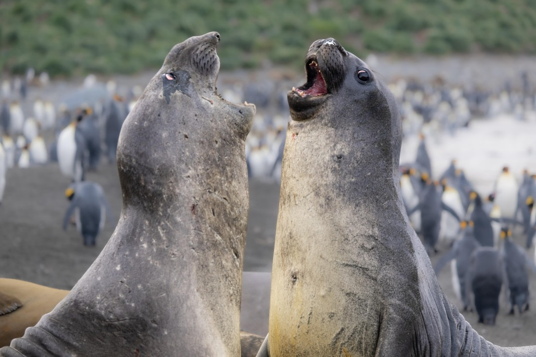 HDS29-25, Day 9, Elephant Seal Gold Harbour © Unknown photographer - Oceanwide Expeditions.jpg