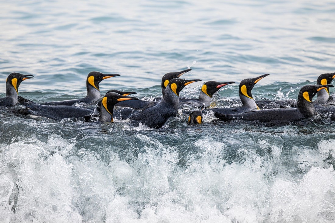 HDS29-25, Day 9, Gold Harbour (2) © Unknown photographer - Oceanwide Expeditions.jpg