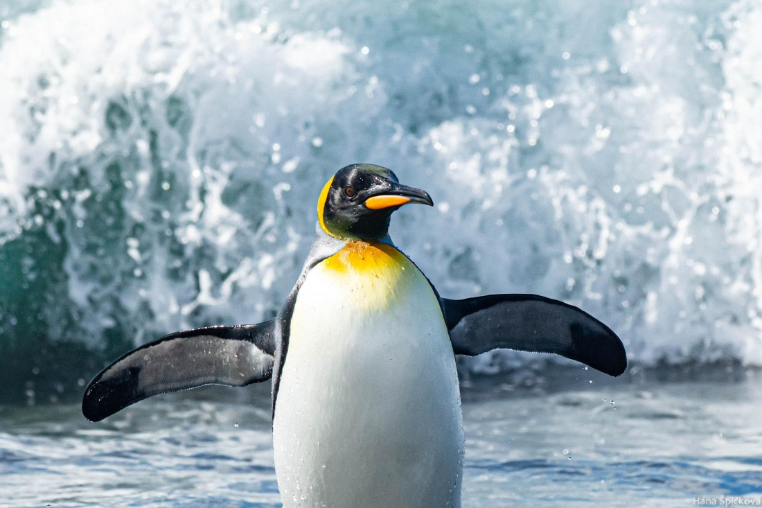 HDS29-25, Day 10, _DSC6805 © Hana Spickova - Oceanwide Expeditions.jpg