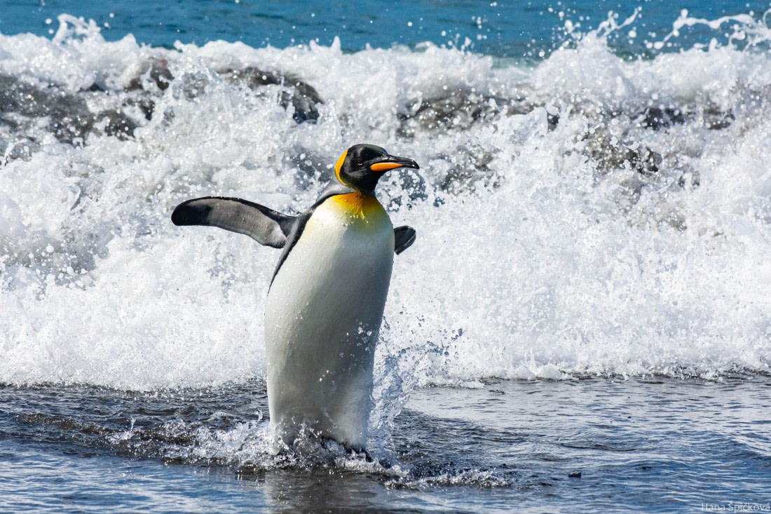 HDS29-25, Day 10, _DSC6807 © Hana Spickova - Oceanwide Expeditions.jpg