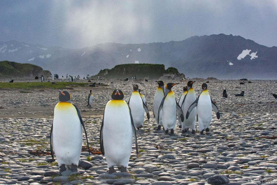 HDS29-25, Day 10, _DSC6867 © Hana Spickova - Oceanwide Expeditions.jpg