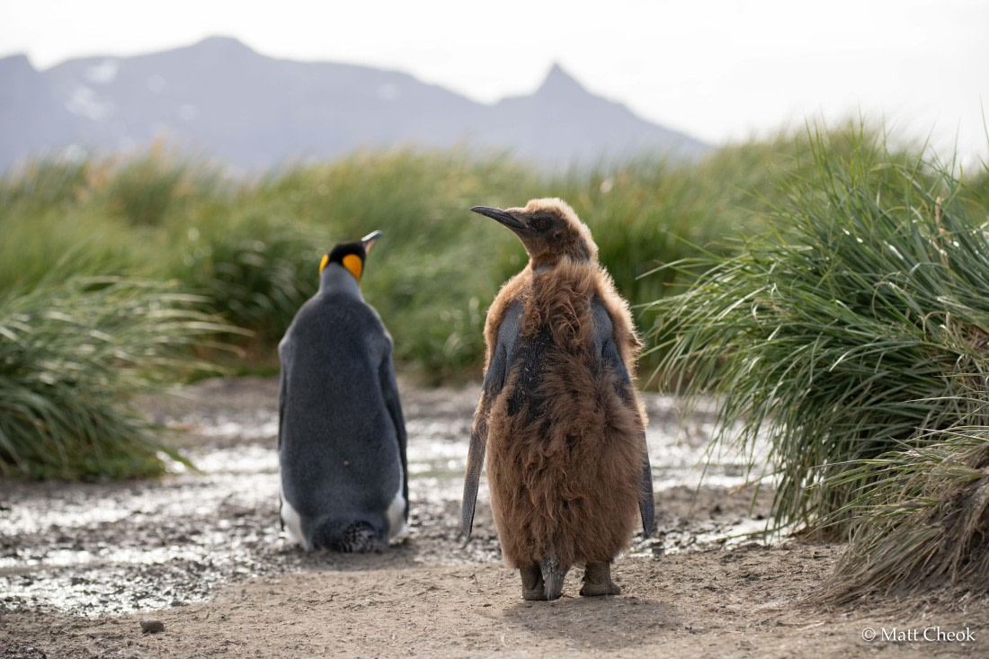 HDS29-25, Day 10, DSC06761 © Matt Cheok - Oceanwide Expeditions.jpg