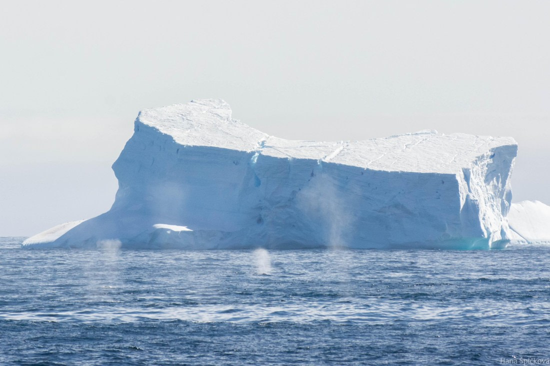 HDS29-25, Day 12, _DSC6923 © Hana Spickova - Oceanwide Expeditions.jpg