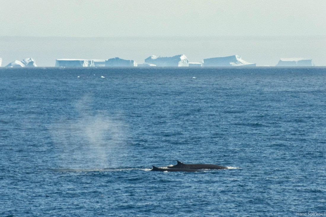 HDS29-25, Day 12, _DSC6987 © Hana Spickova - Oceanwide Expeditions.jpg