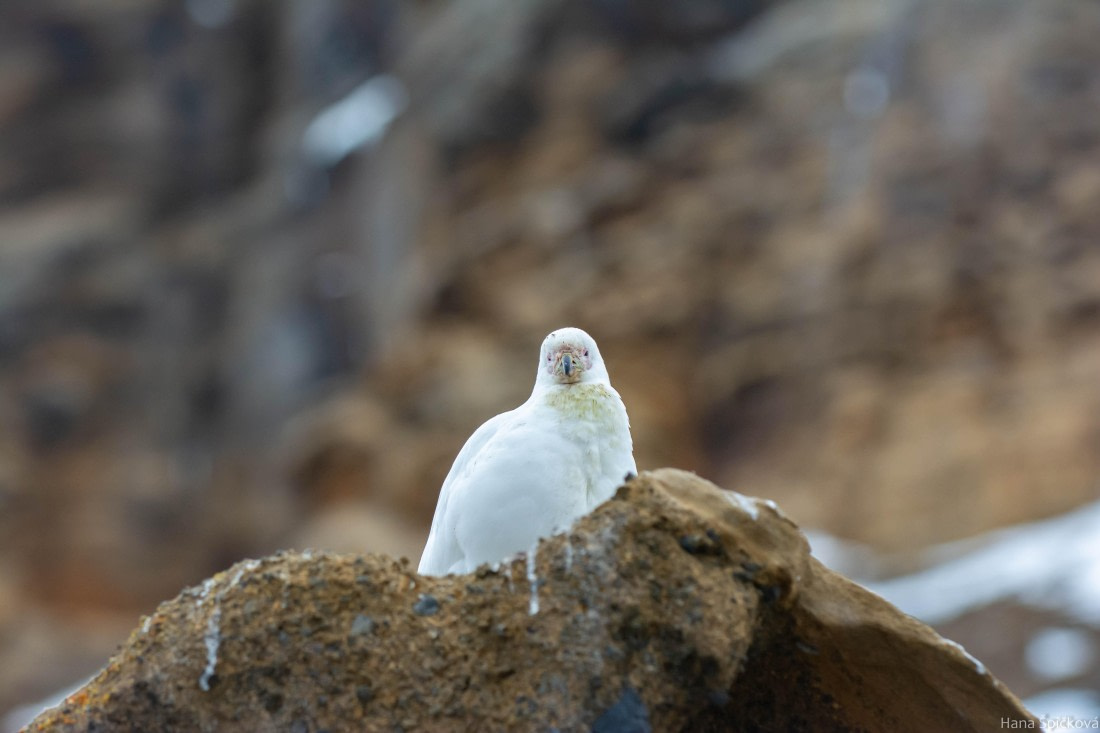 HDS29-25, Day 14, _DSC7051 © Hana Spickova - Oceanwide Expeditions.jpg