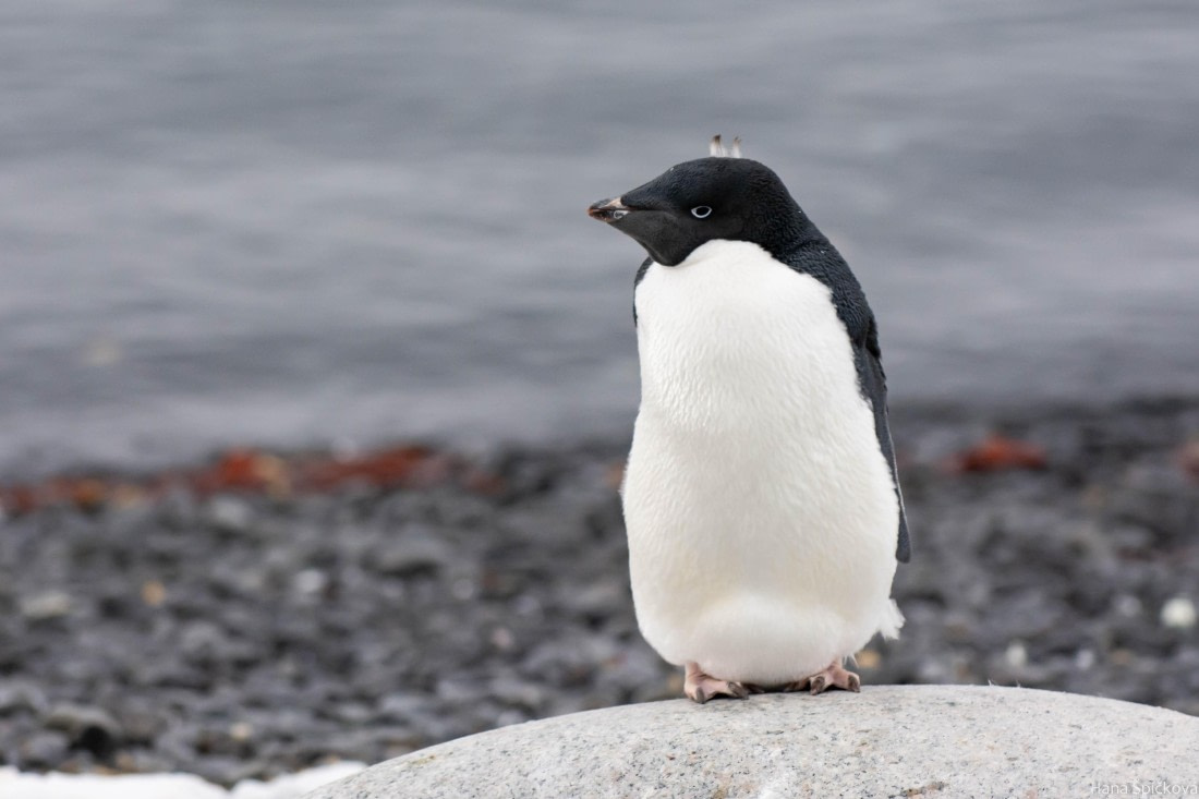 HDS29-25, Day 14, _DSC7082 © Hana Spickova - Oceanwide Expeditions.jpg