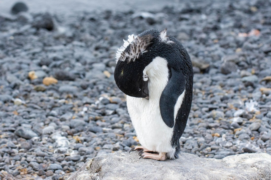 HDS29-25, Day 14, _DSC7088 © Hana Spickova - Oceanwide Expeditions.jpg