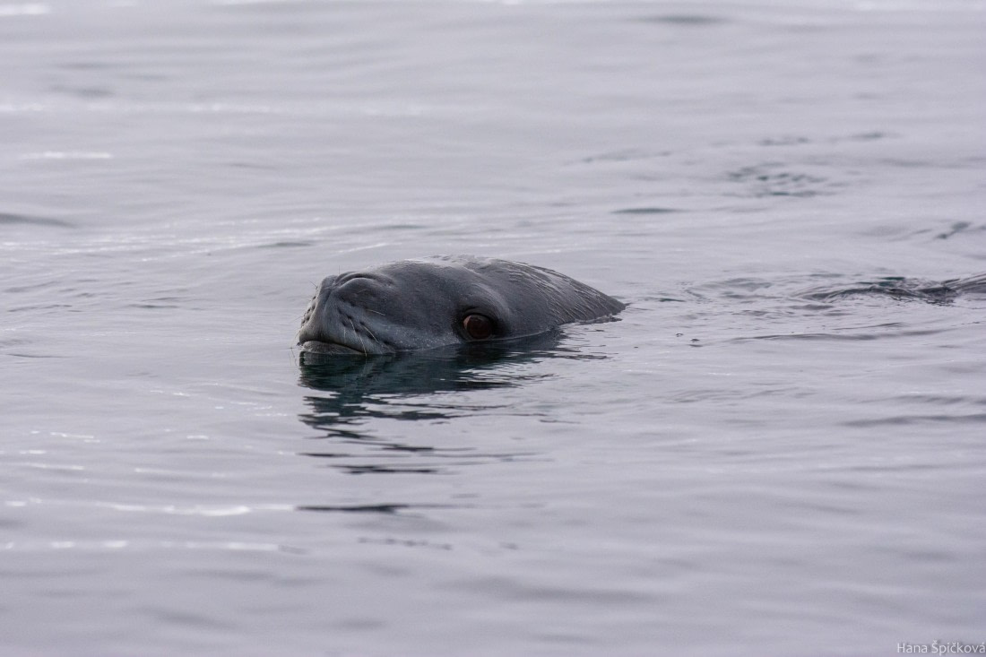 HDS29-25, Day 14, _DSC7095 © Hana Spickova - Oceanwide Expeditions.jpg