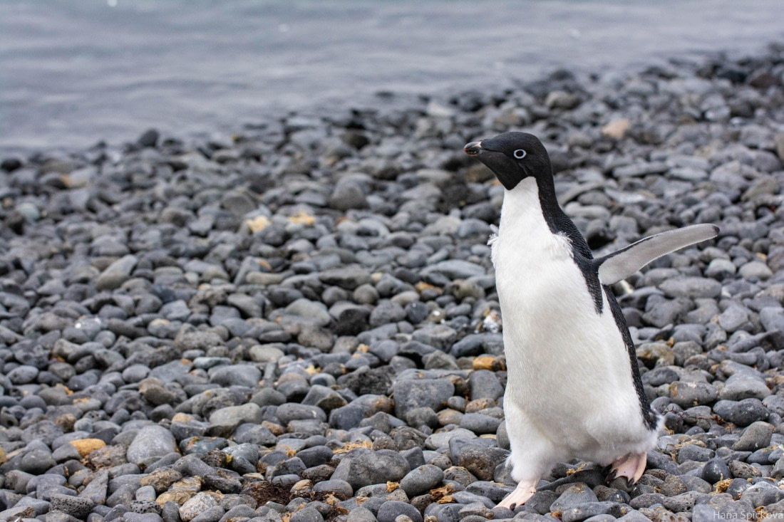 HDS29-25, Day 14, _DSC7124 © Hana Spickova - Oceanwide Expeditions.jpg