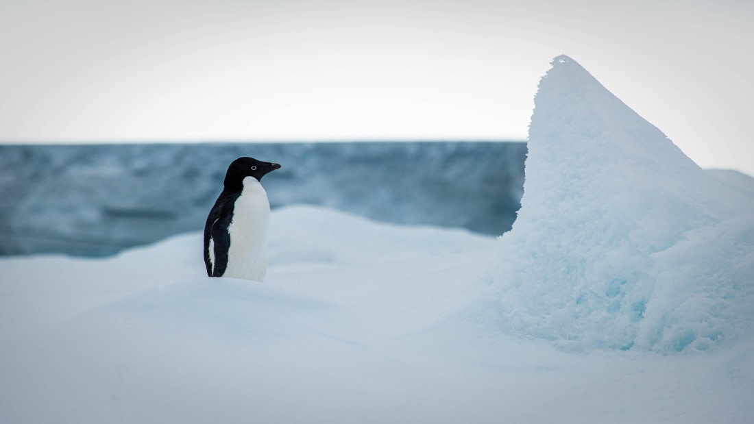 HDS29-25, Day 14, RLO_2318 © Alexander Romanovskiy - Oceanwide Expeditions.jpg