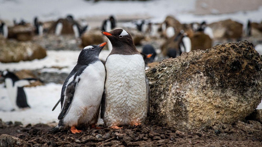 HDS29-25, Day 14, RLO_2337 © Alexander Romanovskiy - Oceanwide Expeditions.jpg
