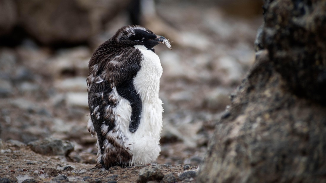 HDS29-25, Day 14, RLO_2345 © Alexander Romanovskiy - Oceanwide Expeditions.jpg