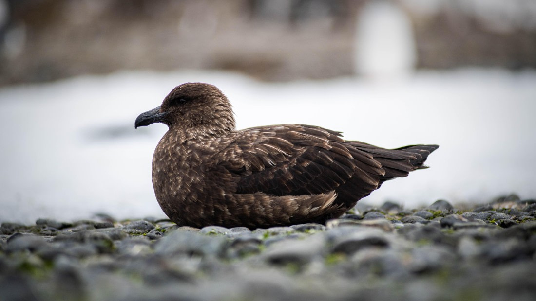 HDS29-25, Day 14, RLO_2348 © Alexander Romanovskiy - Oceanwide Expeditions.jpg