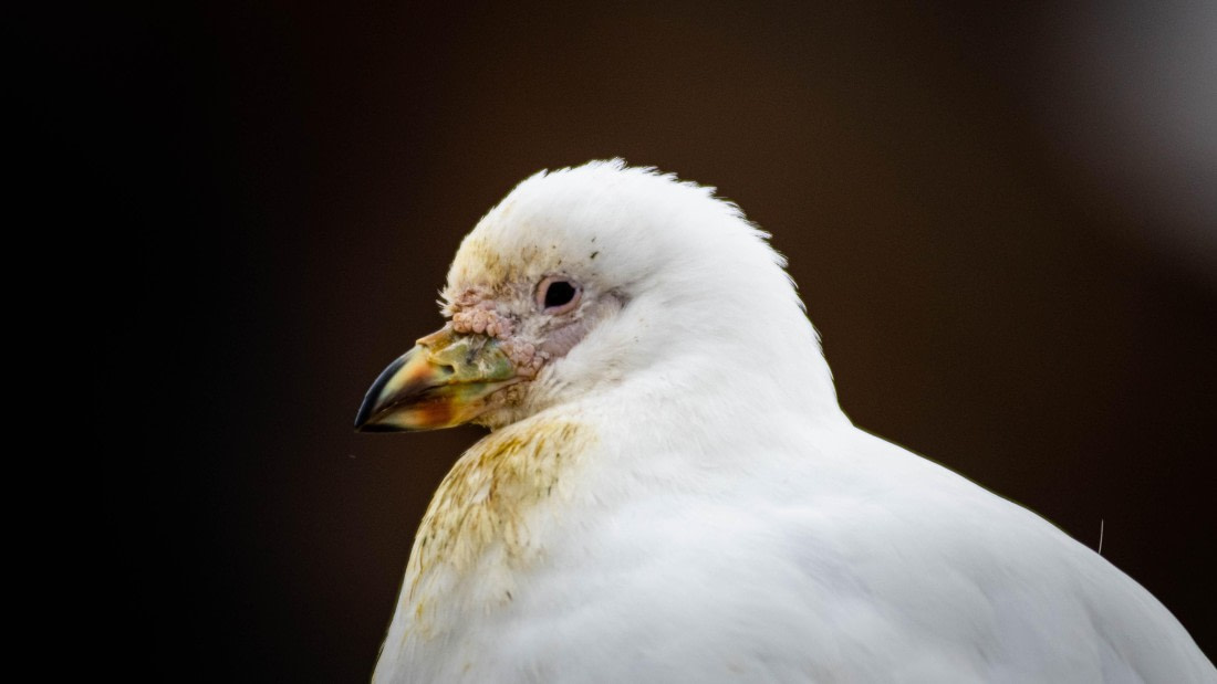 HDS29-25, Day 14, RLO_2350 © Alexander Romanovskiy - Oceanwide Expeditions.jpg