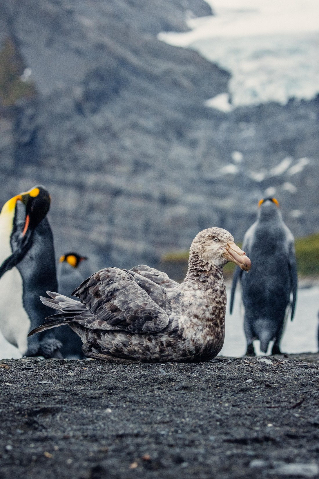 HDS29-25, Day 15, 2B5A0483 © Juan Berenstein - Oceanwide Expeditions.jpg