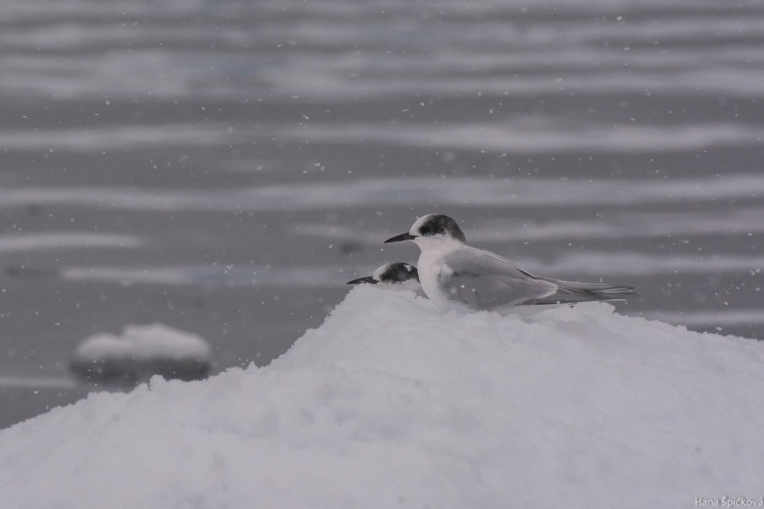 HDS29-25, Day 18, _DSC7195 © Hana Spickova - Oceanwide Expeditions.jpg