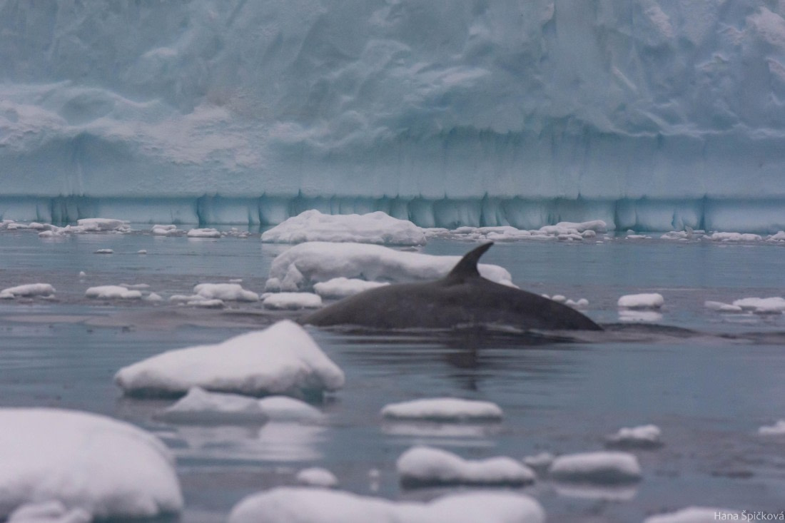 HDS29-25, Day 18, _DSC7267 © Hana Spickova - Oceanwide Expeditions.jpg
