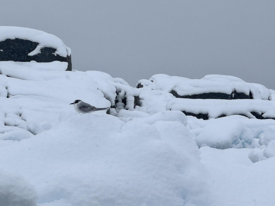 HDS29-25, Day 18, antartictern © Meike Sjoer - Oceanwide Expeditions.JPG