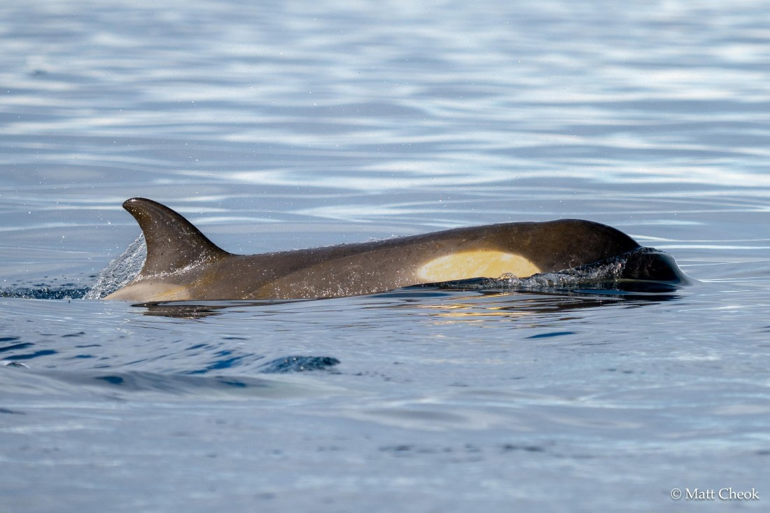 HDS29-25, Day 20, DSC09934 © Matt Cheok - Oceanwide Expeditions.jpg