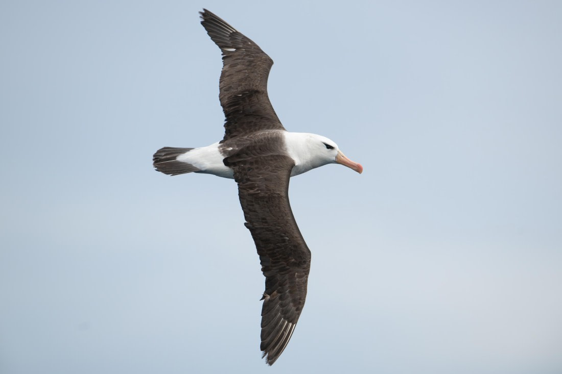 HDS29-25, Day 2, Black Browed at sea © Unknown photographer - Oceanwide Expeditions.jpeg