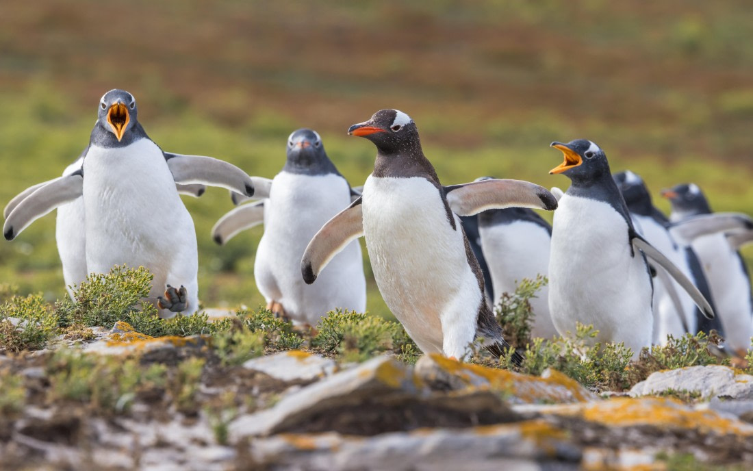 apeacock_HDS28-25_Antarctica_SG-FL_250203-1610.jpg