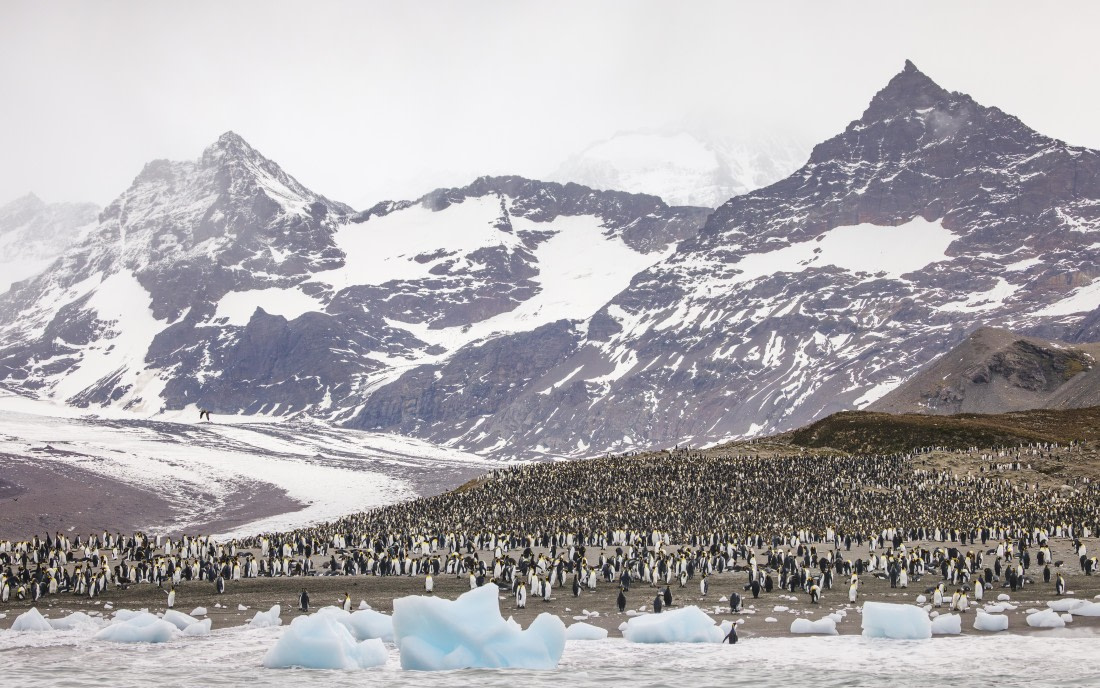 apeacock_HDS28-25_Antarctica_SG-FL_250209-6520.jpg