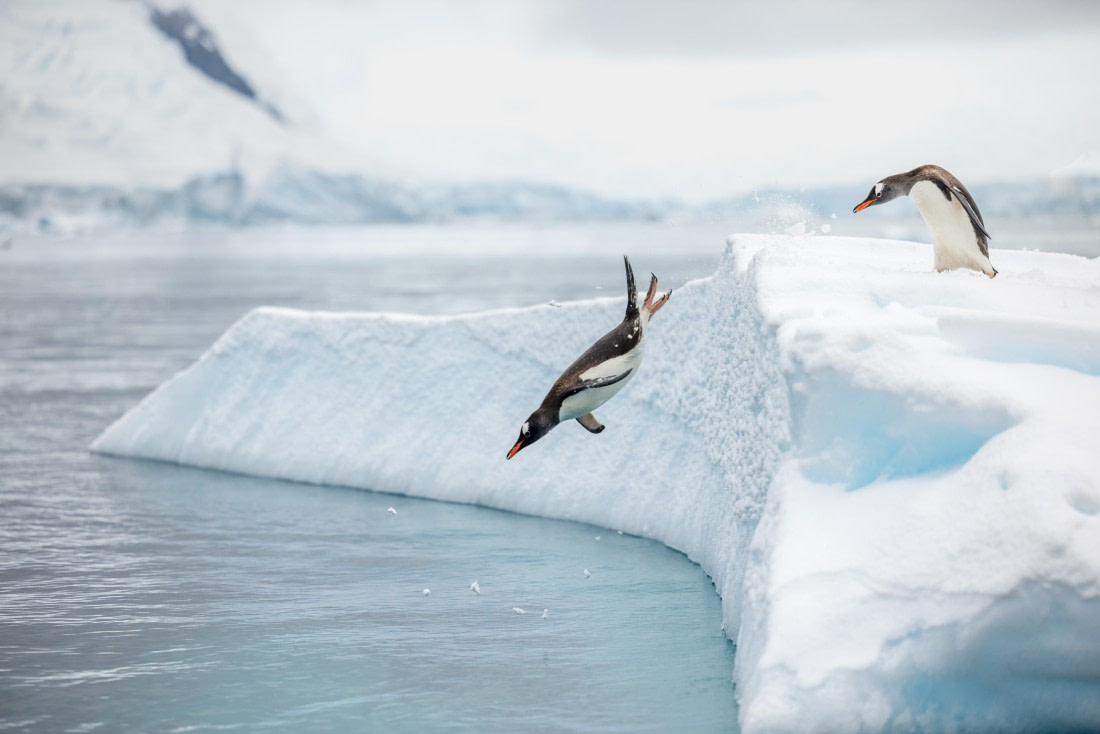 apeacock_HDS28-25_Antarctica_SG-FL_250216-4674.jpg