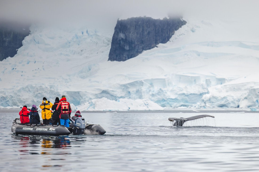 apeacock_HDS28-25_Antarctica_SG-FL_250216-4833.jpg