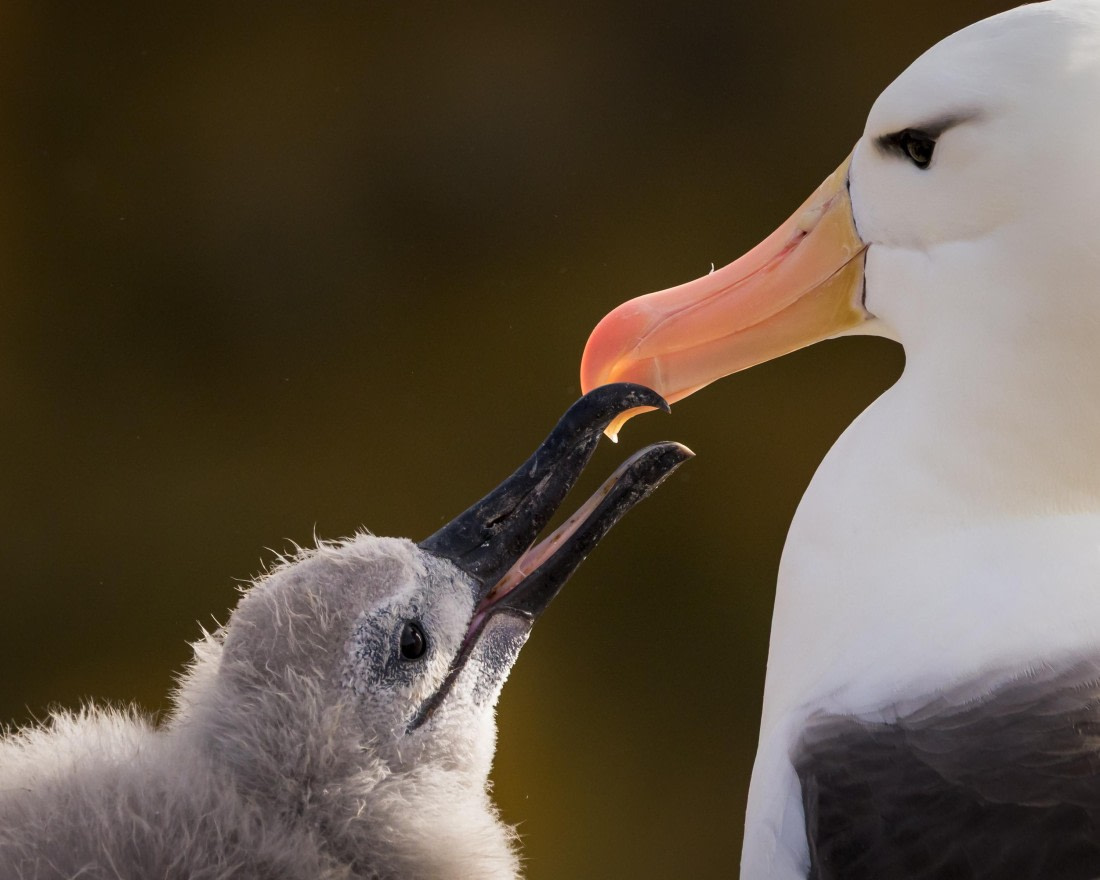apeacock_HDS28-25_Antarctica_SG-FL_250203-0934.jpg