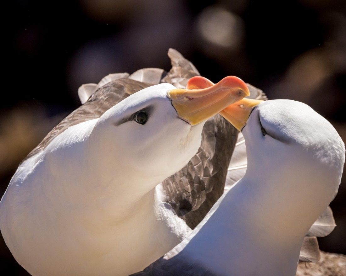 apeacock_HDS28-25_Antarctica_SG-FL_250203-1252.jpg