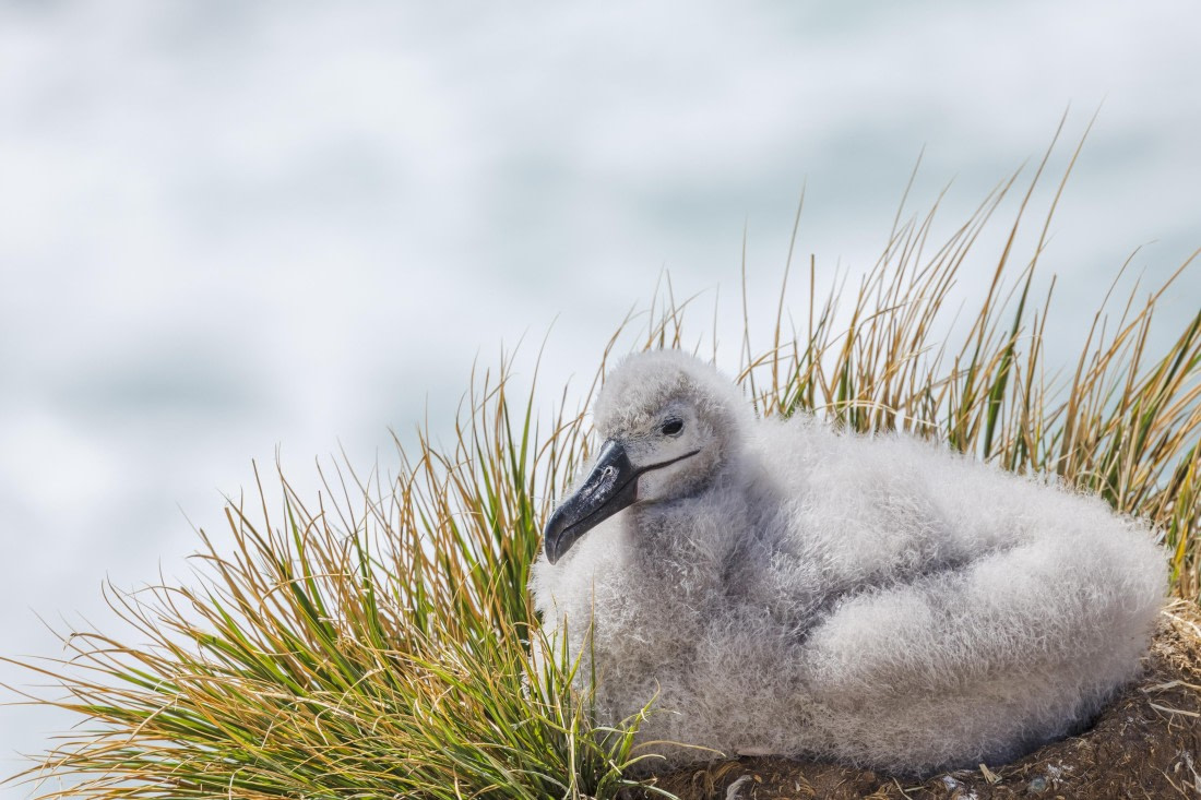 apeacock_HDS28-25_Antarctica_SG-FL_250203-1408.jpg