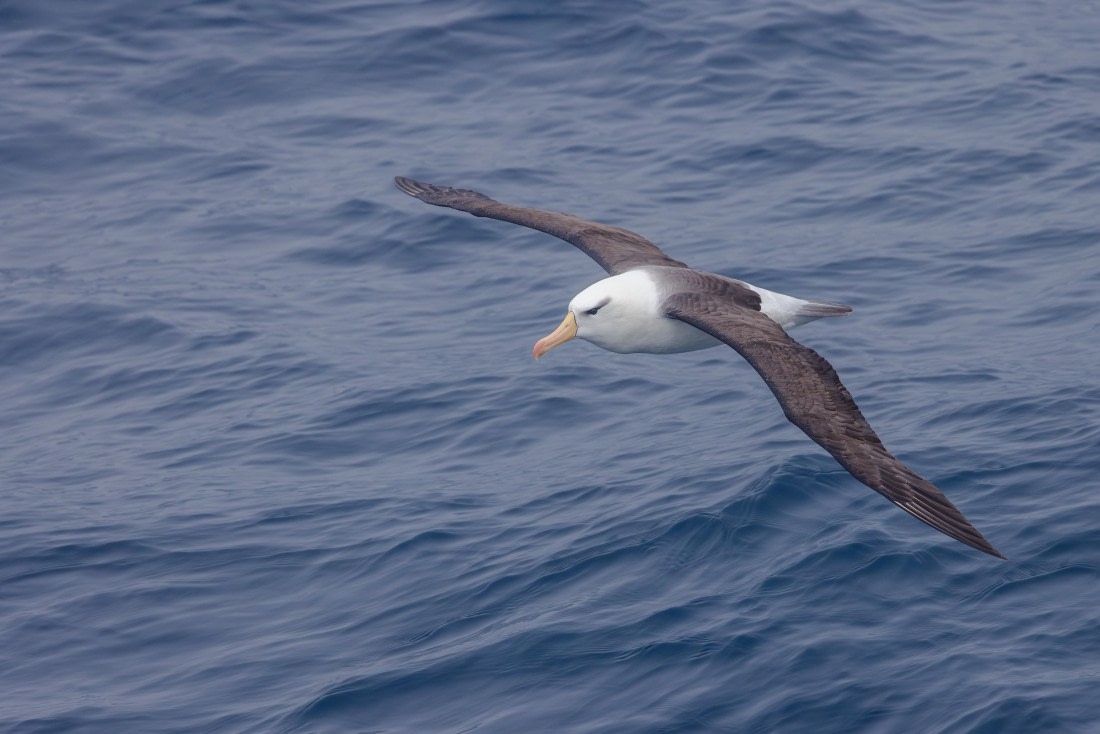 apeacock_HDS28-25_Antarctica_SG-FL_250206-2012.jpg