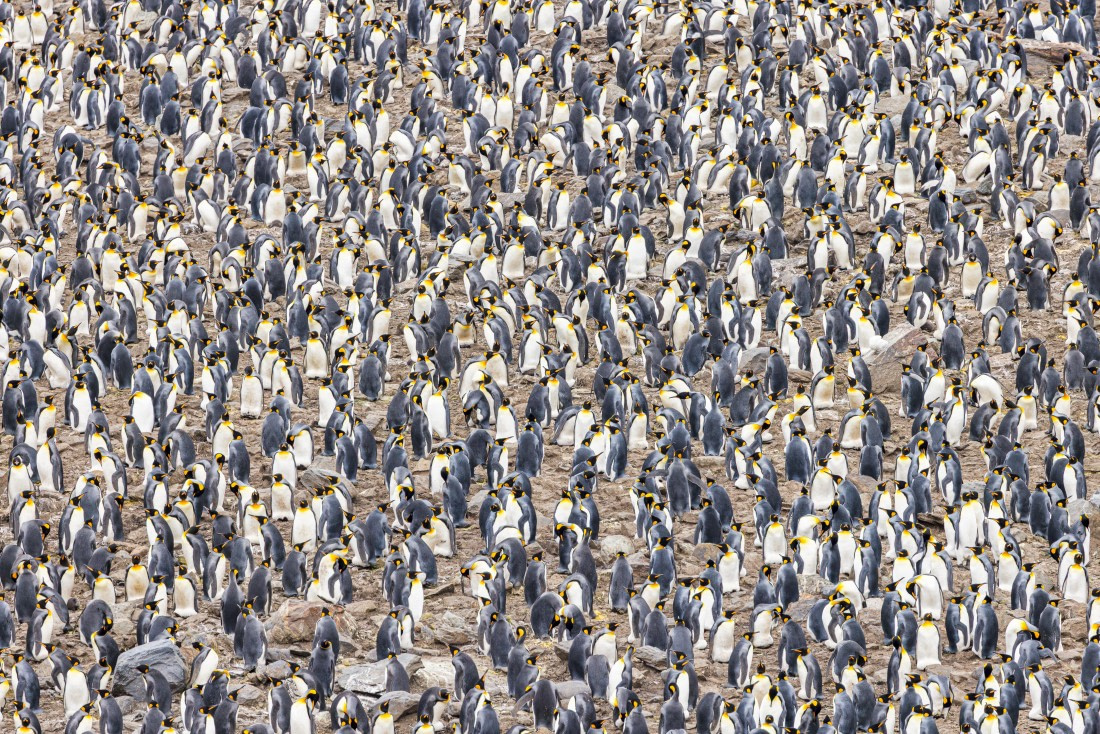 apeacock_HDS28-25_Antarctica_SG-FL_250209-5336.jpg