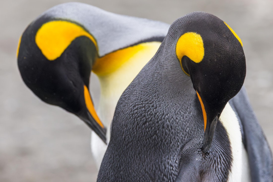 apeacock_HDS28-25_Antarctica_SG-FL_250209-5892.jpg