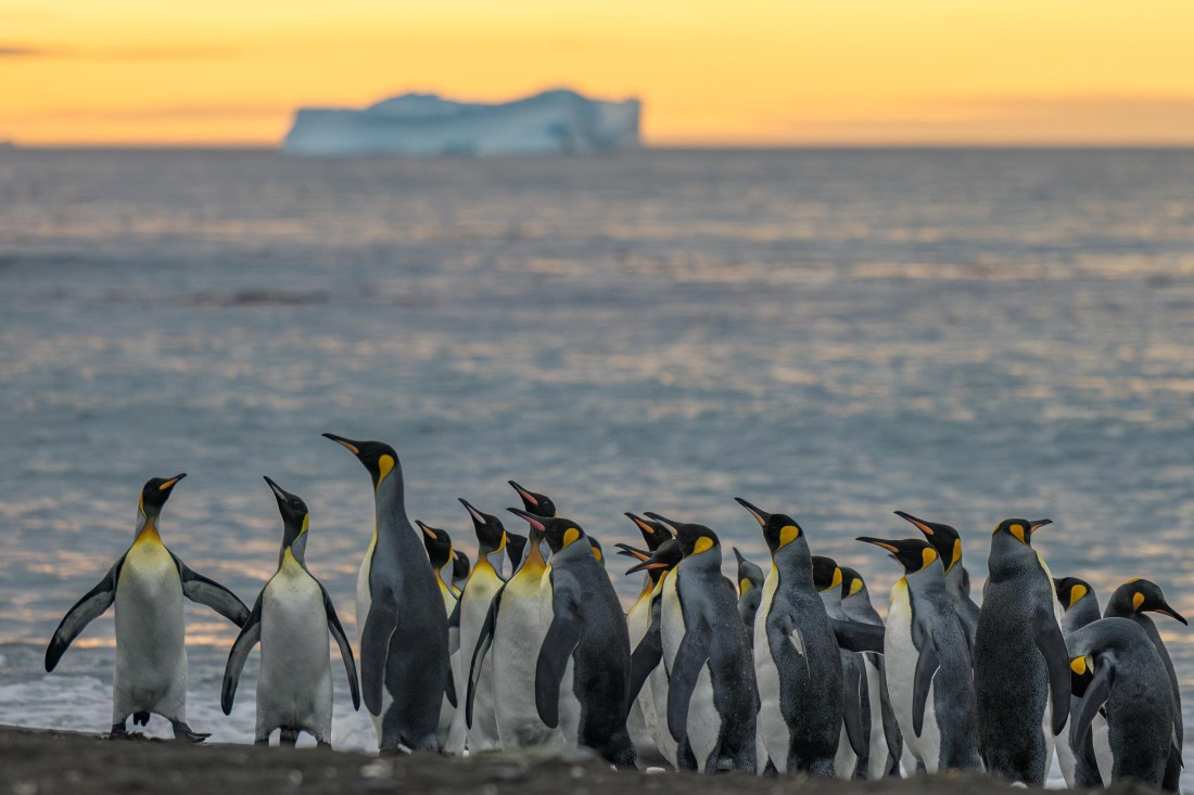 apeacock_HDS28-25_Antarctica_SG-FL_250210-7363.jpg