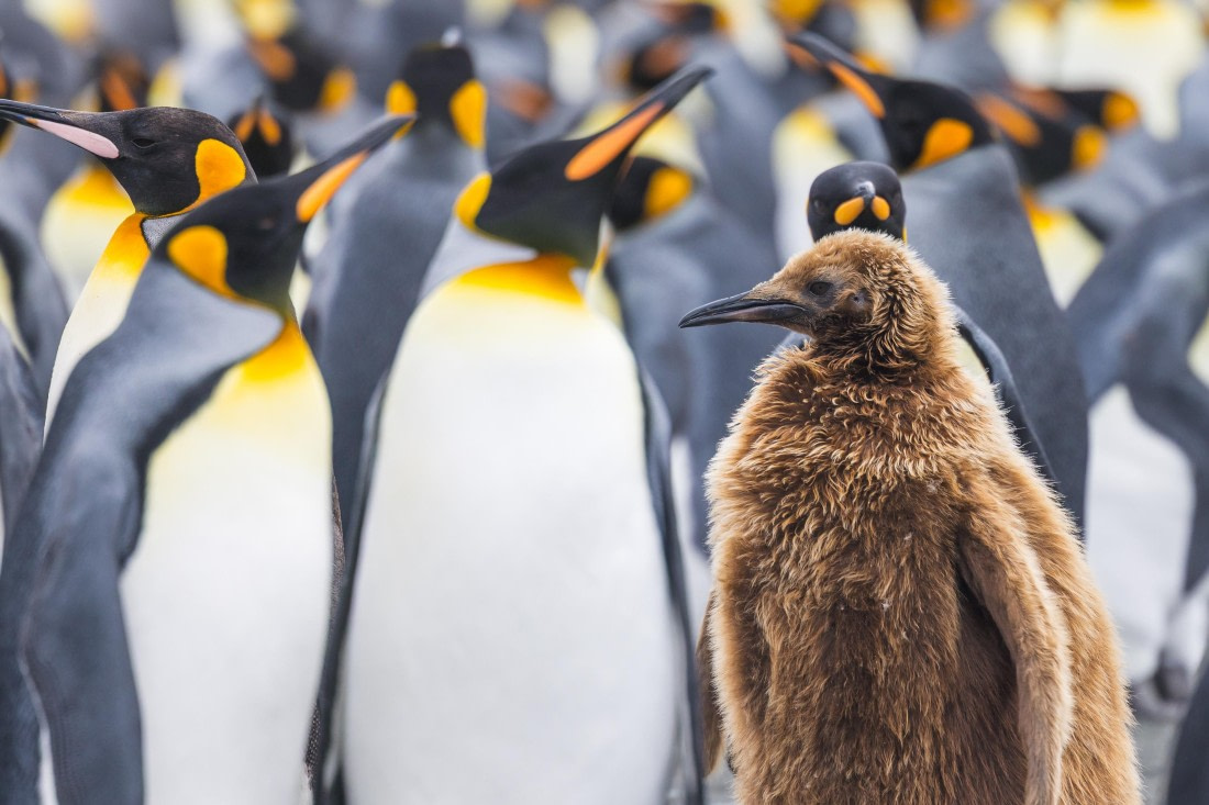 apeacock_HDS28-25_Antarctica_SG-FL_250210-8143.jpg