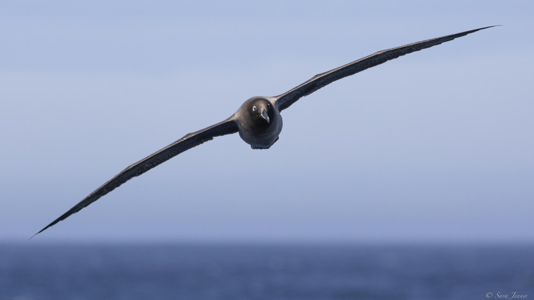 OTL30-25, Day 3, Light mantled 2 © Sara Jenner - Oceanwide Expeditions.jpg