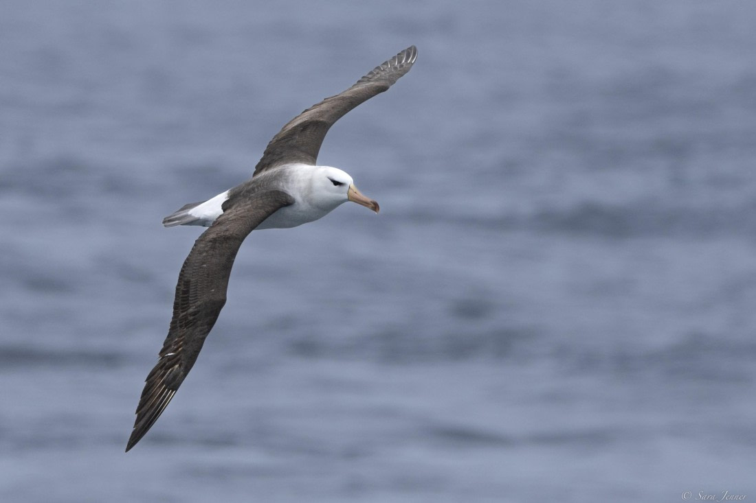 OTL30-25, Day 4, Black browed albatross © Sara Jenner - Oceanwide Expeditions.jpg