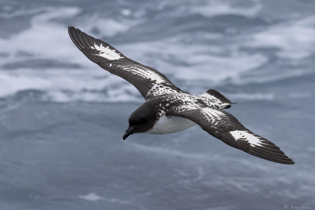 OTL30-25, Day 4, Cape Petrel © Sara Jenner - Oceanwide Expeditions.jpg