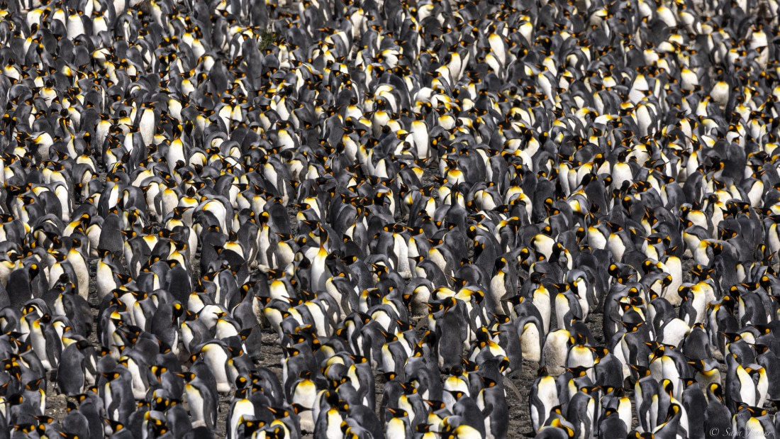 OTL30-25, Day 5, A sea of kings © Sara Jenner - Oceanwide Expeditions.jpg