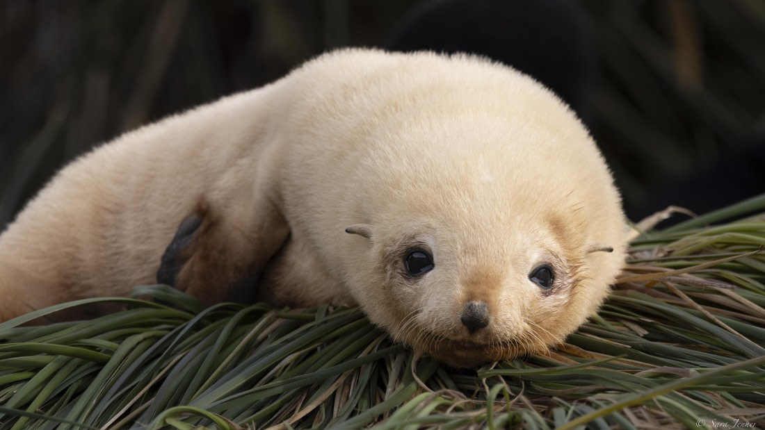 OTL30-25, Day 5, Blondie © Sara Jenner - Oceanwide Expeditions.jpg